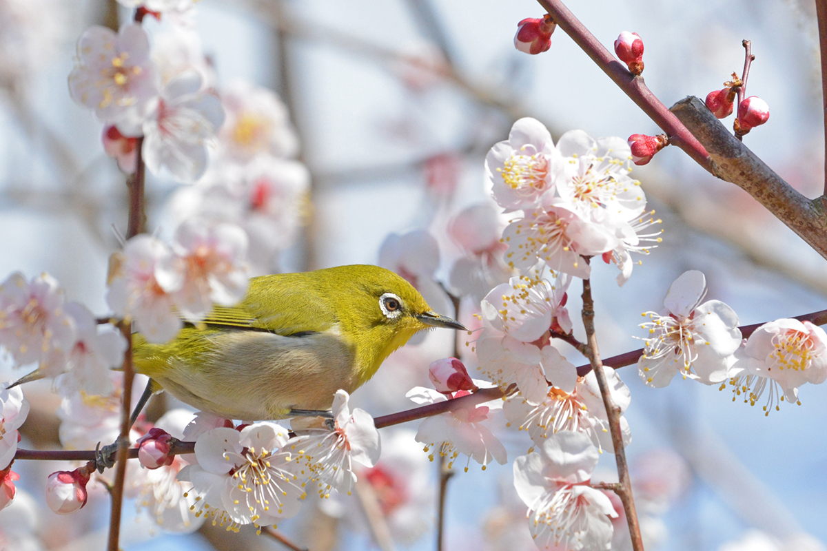 春の暮らしに使えるお弁当箱や茶葉、茶碗など