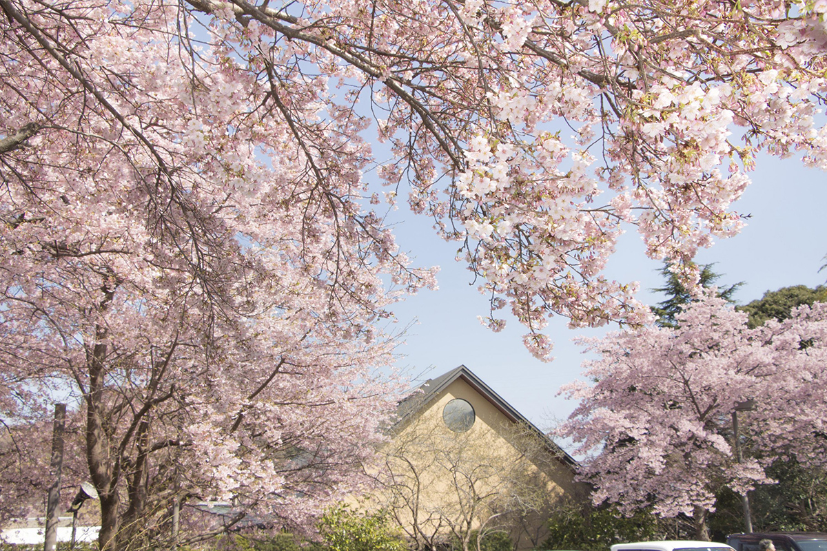 箱根・小田原に春を探しに行こう。春うらら 桜色に染まる「かまぼこの里」