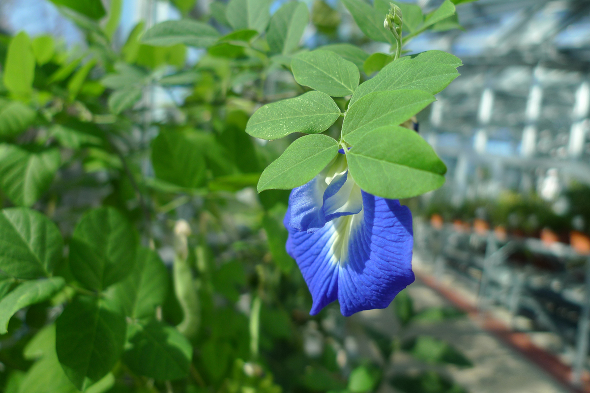 透き通るような青の正体はバタフライピーの花