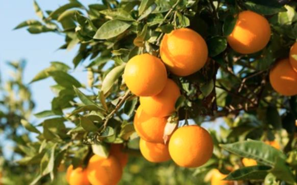 鈴廣オリジナル肥料で育てた「バレンシアオレンジ」の香り
