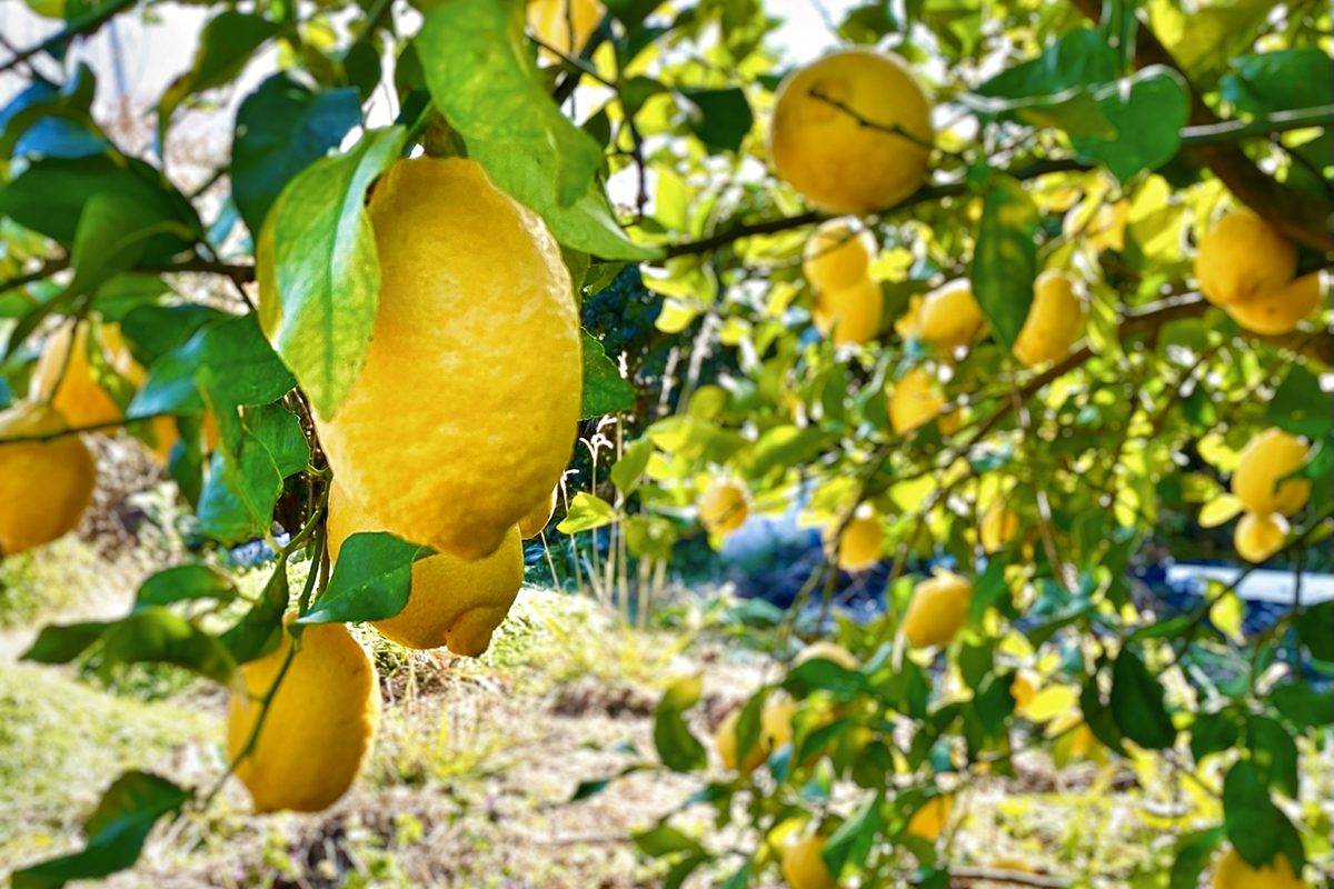 農薬をできる限り使わずに育てる、小田原産レモン