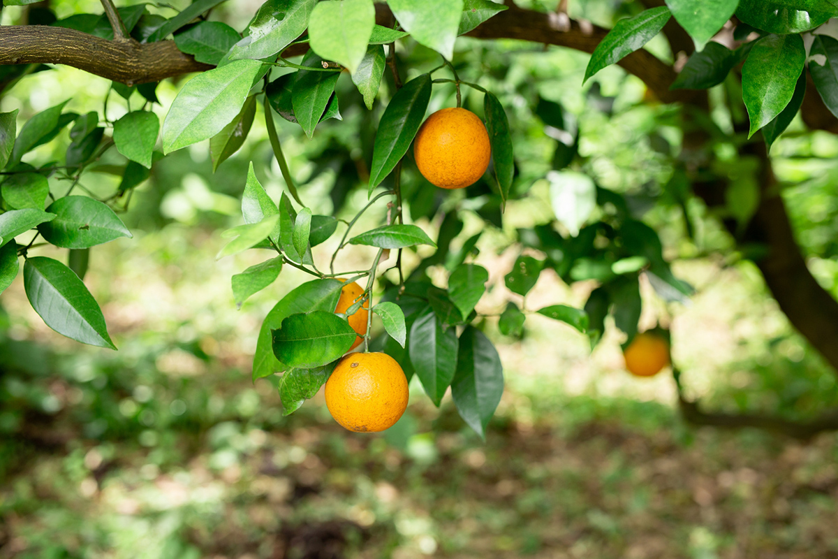 夏の訪れを伝える柑橘、バレンシアオレンジ