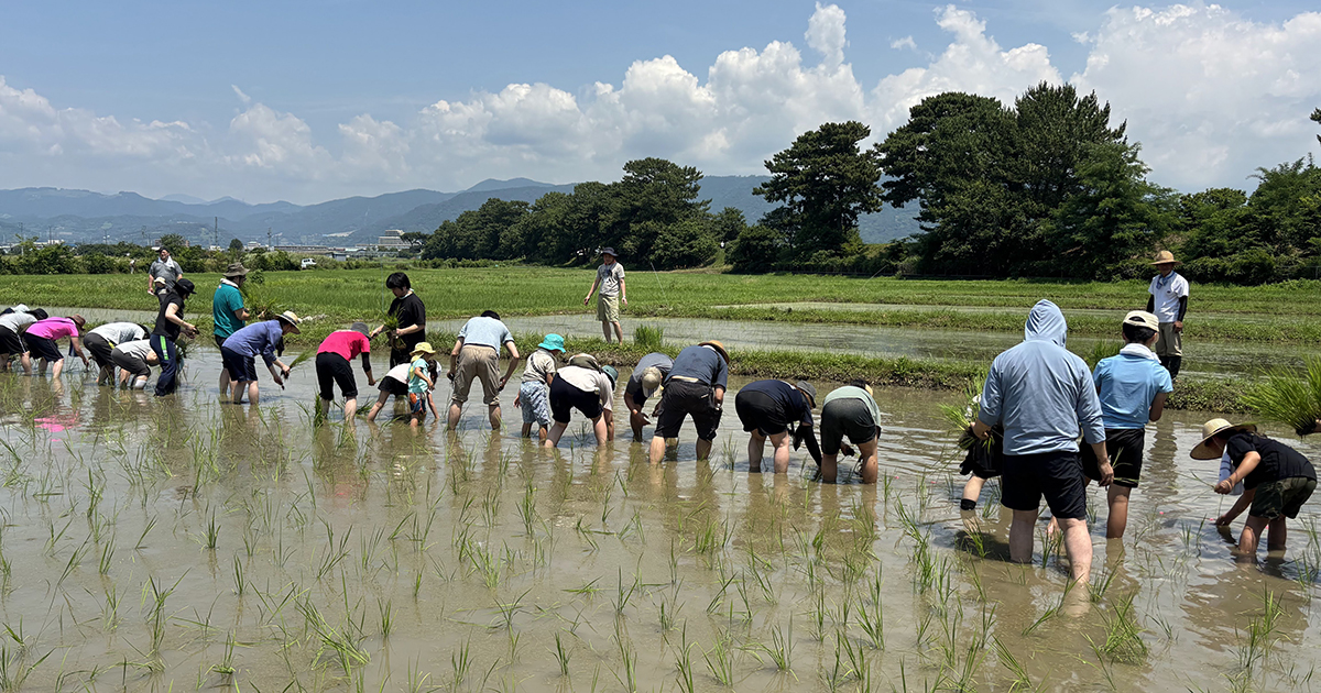 体験レポート)農薬も化学肥料も使用しない田んぼで田植え体験 6月29日開催