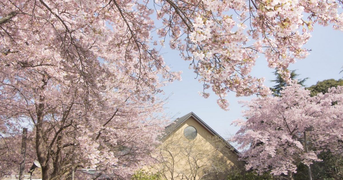 早咲きの大漁桜のお花見に「かまぼこの里 桜まつり」3/1-4/5開催