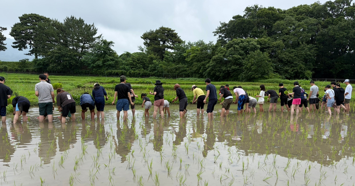 体験レポート）農薬も化学肥料も使用しない田んぼで田植え体験 6月28日開催