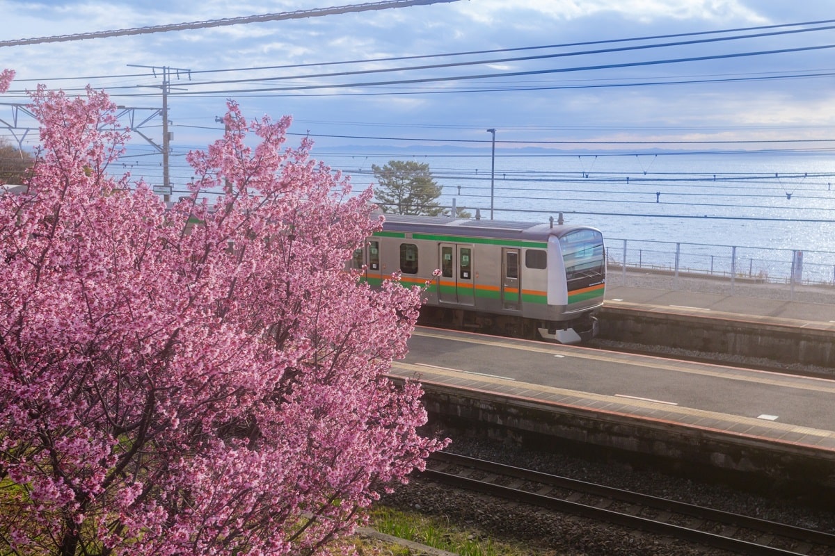 根府川おかめ桜まつり