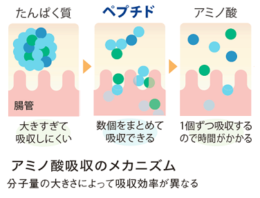 風邪に負けないカラダをつくる 免疫力を上げる３つの方法 サカナのちから コラム