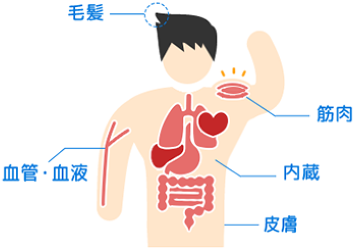 食品摂取量におけるたんぱく利用量