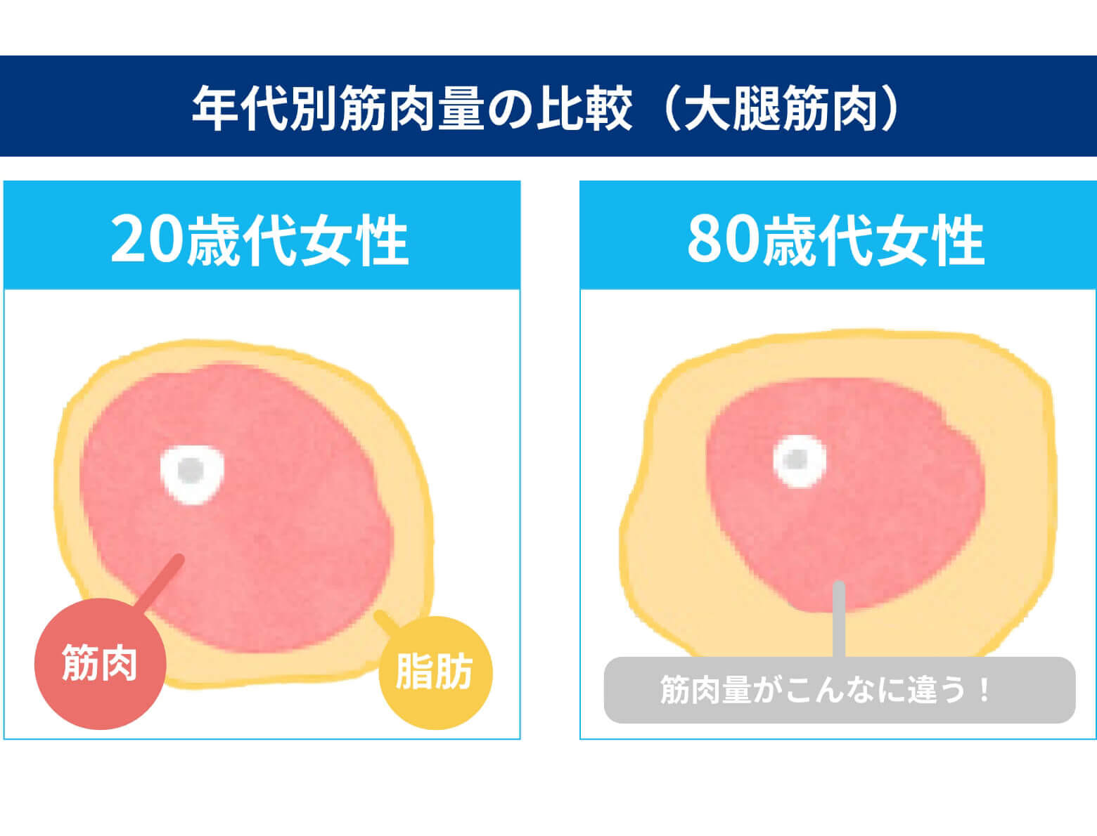 年代別筋肉量の比較（大腿筋肉）